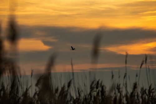 sunset reed dusk