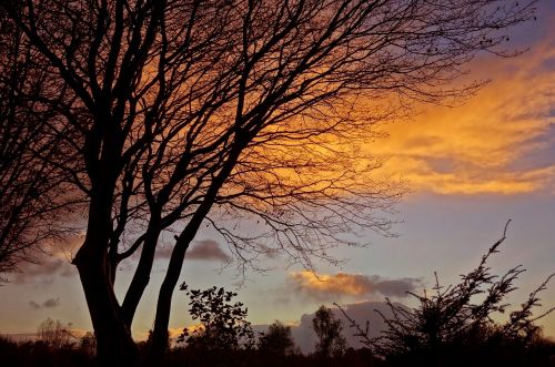 sunset tree silhouette