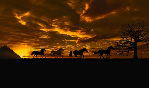 sunset horses sky