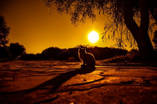 sunset cat shadows