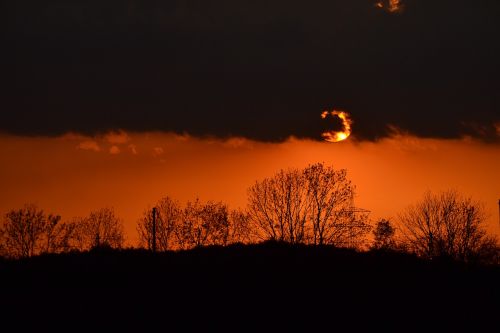 sunset tree silhouette