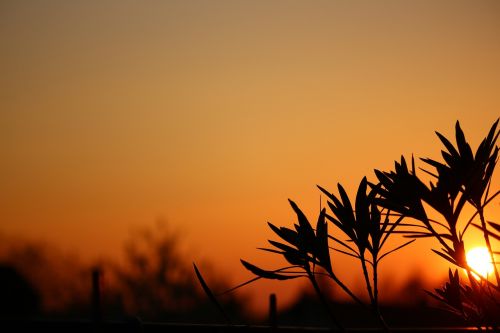 sunset silhouette sun