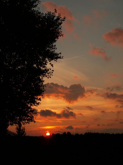 sunset tree the sun