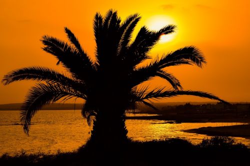 sunset palm nature