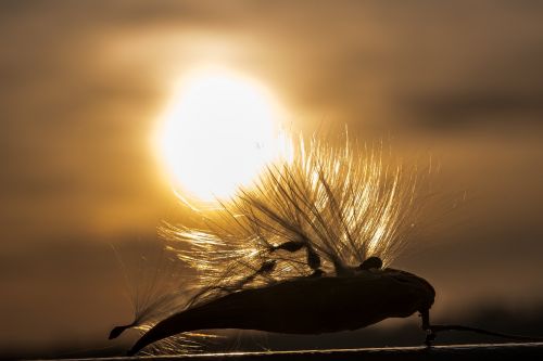 sunset sea nature