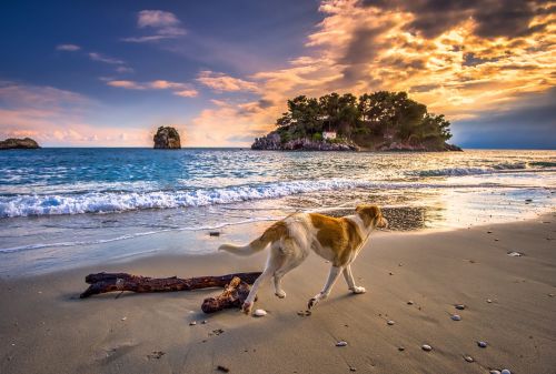 sunset dog sea