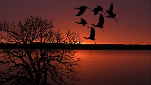 sunset birds flying