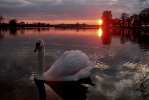 sunset nature lake