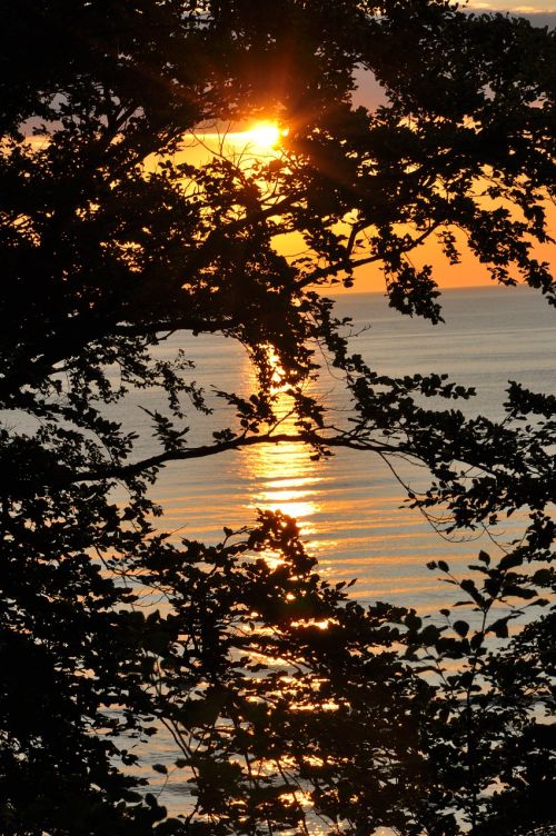 sunset sea branches