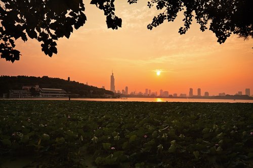 sunset  tree  dawn