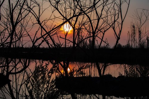 sunset  tree  wood