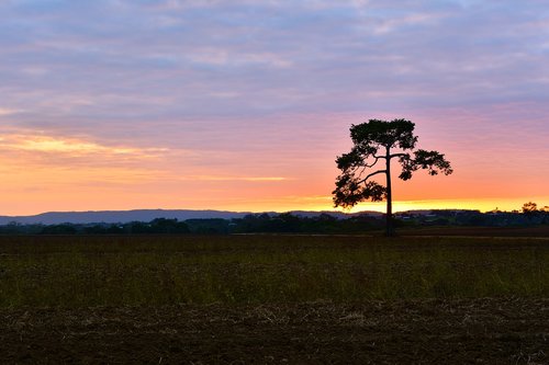 sunset  landscape  tree