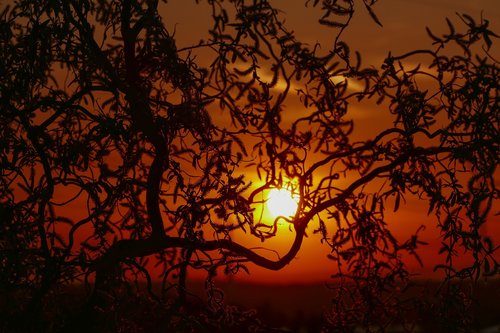 sunset  corkscrew willow  tree