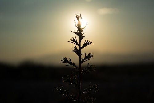 sunset  nature  sky