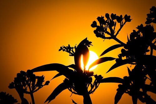 sunset  silhouette  sun