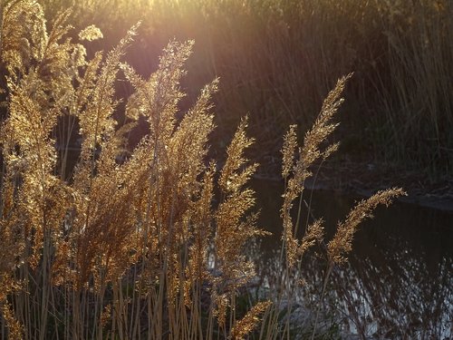 sunset  grass  evening