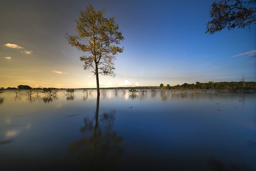 sunset  outdoor  tree