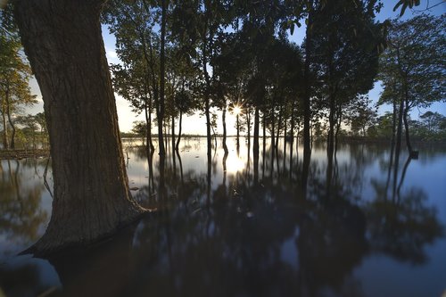 sunset  outdoor  tree