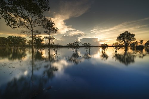 sunset  outdoor  tree