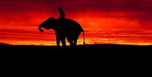 sunset  elephant  twilight
