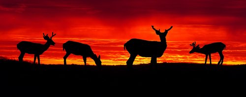 sunset  deer  biches