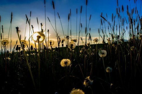 sunset  flowers  dandelions