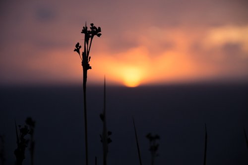 sunset  flower  horizon