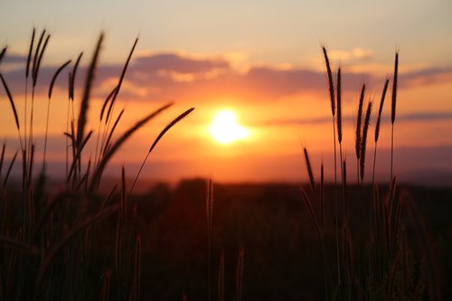 sunset  nature  evening