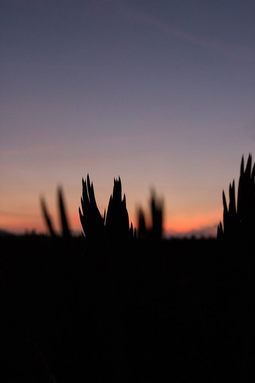 sunset  palm  plant