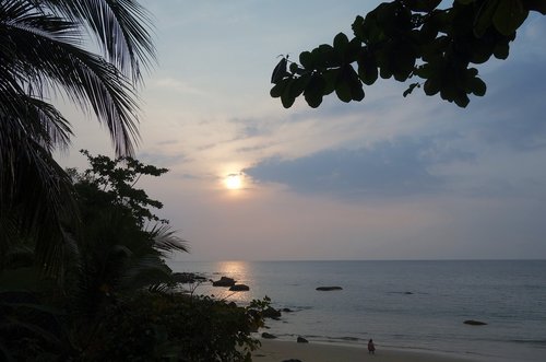 sunset  tropics  palm trees