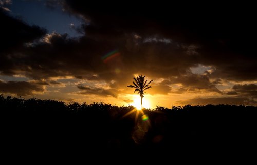 sunset  palm tree  palm