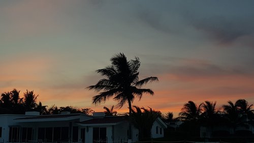 sunset  palmtree