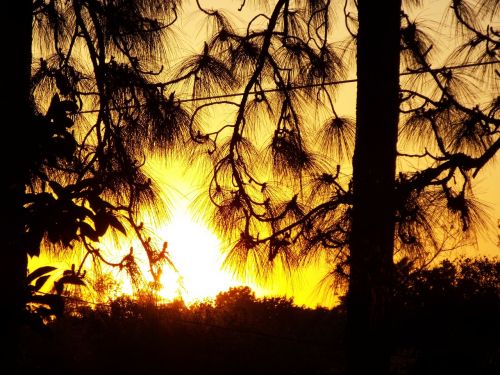 sunset sun trees