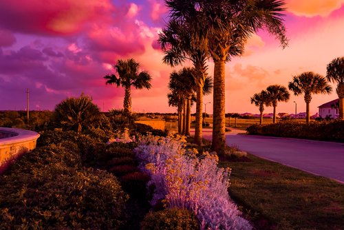 sunset  palm trees  flowers