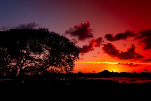 sunset  tree  silhouette