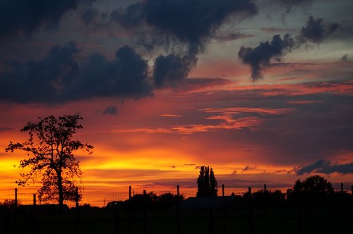 sunset  beautiful sky  weeping willow