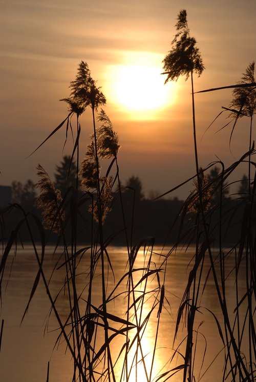 sunset  nature  light