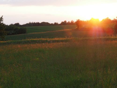 sunset grass landscape