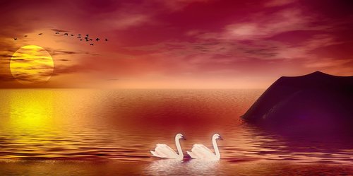 sunset  swan  water