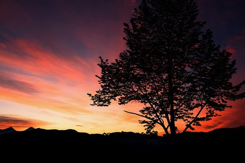 sunset  tree  nature