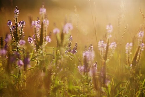 sunset  summer  field