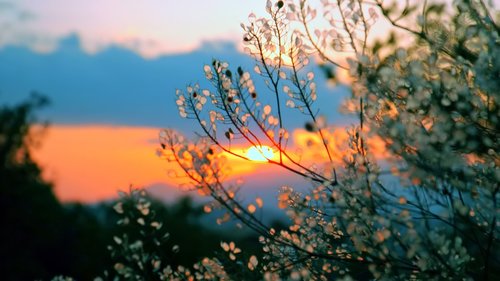 sunset  forest  landscape