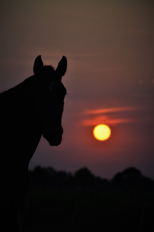 sunset  horse  nature