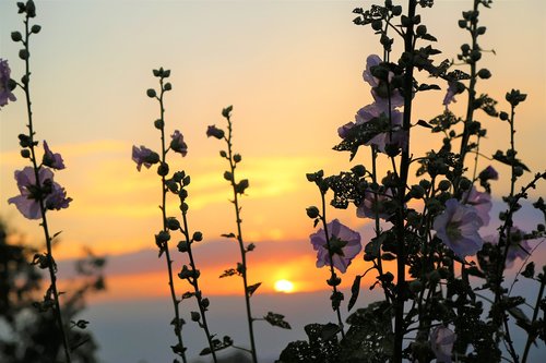 sunset  plant  flower