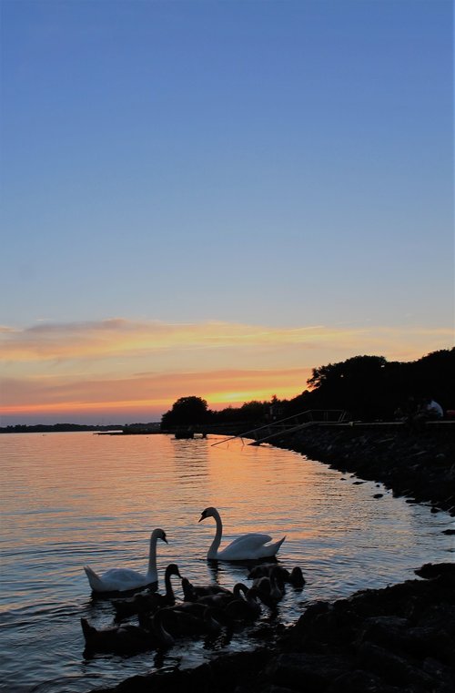 sunset  baltic sea  swans