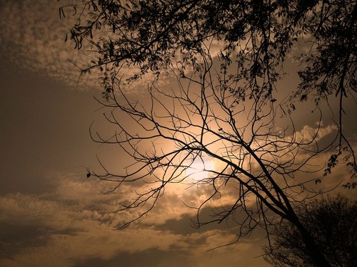 sunset  tree  sun