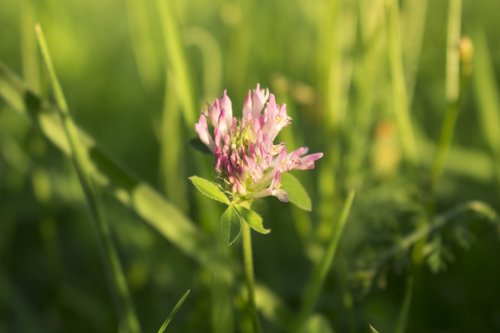 sunset  summer  grass