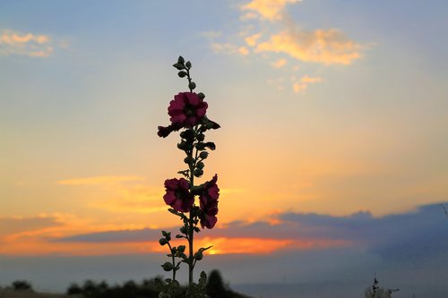 sunset  plant  flower