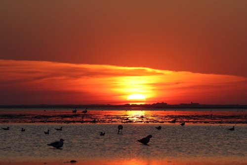 sunset  gulls  sun