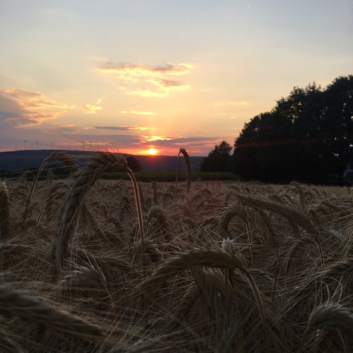 sunset  field  landscape